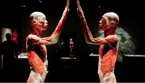 bodies exhibit and titanic experience