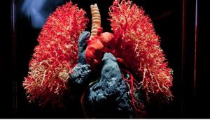 bodies exhibit and titanic experience