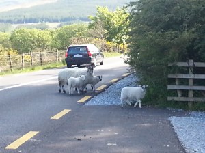 When Driving Be Careful Not To Hit Any Sheep