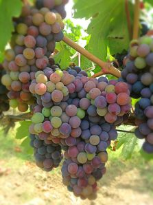 California Square Wines 2012, Truett and Hurst, Ginny Lambrix VML Wines