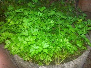 vine, san clemente, wine country, wine