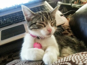 animal medication, veterinarian, online pharmacies