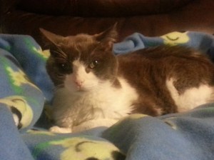 animal medication, veterinarian, online pharmacies