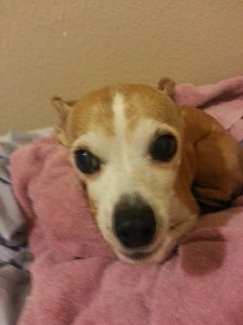 animal medication, veterinarian, online pharmacies