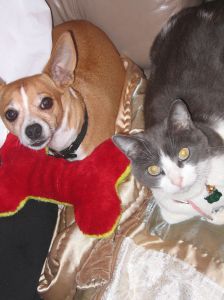 animal medication, veterinarian, online pharmacies