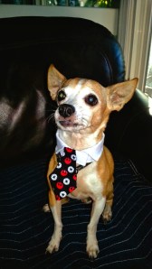 animal medication, veterinarian, online pharmacies