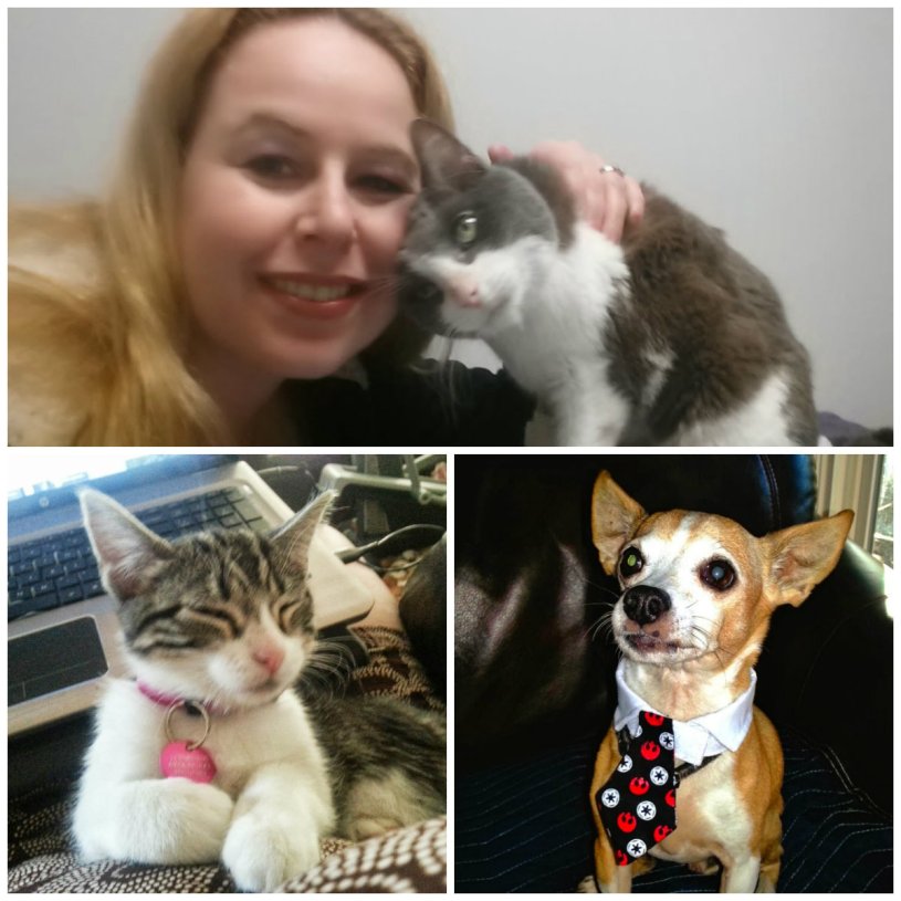 animal medication, veterinarian, online pharmacies