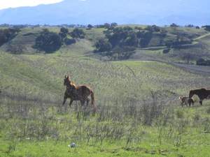 celebration of harvest, santa barbara vintner's, solvang, wine tasting
