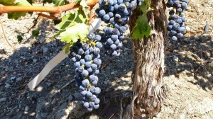 grapeline wine tours, paso robles, wines, travel