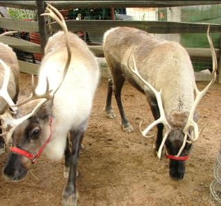 Disneyland Holidays Reindeers in the Big Thunder Ranch Area