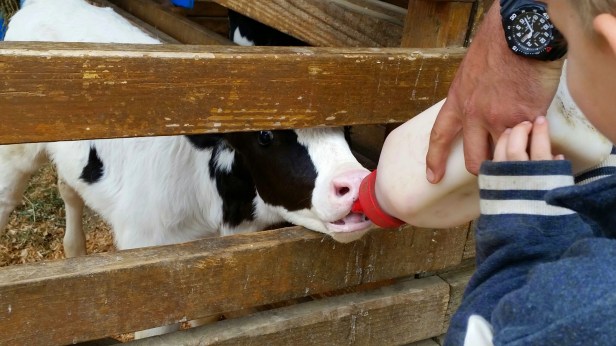 Centennial Farm, free activities in oc, costa mesa, oc fair and events center