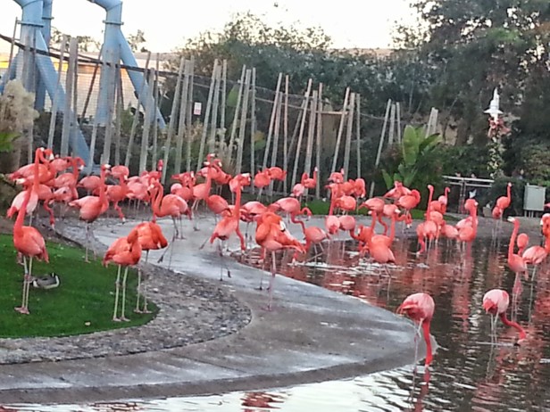 Free Sea World Annual Pass for Teachers, teacher deals