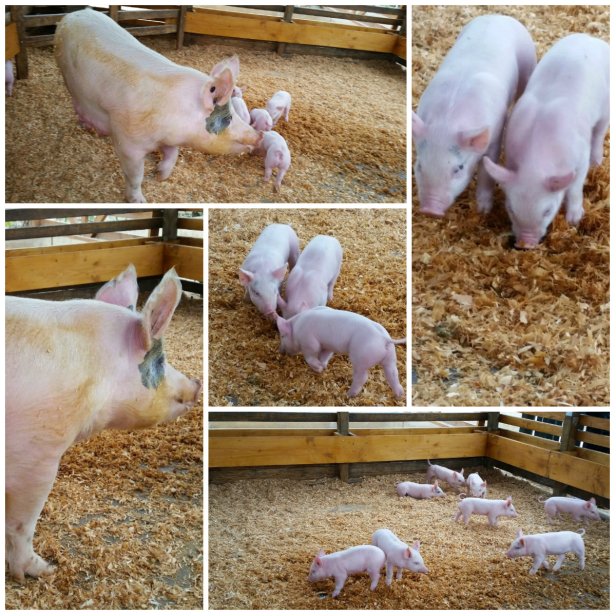 Centennial Farm, free activities in oc, costa mesa, oc fair and events center