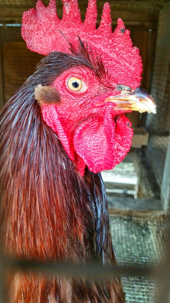 Centennial Farm, free activities in oc, costa mesa, oc fair and events center