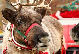 Winter fest, oc fair, costa mesa, holiday events