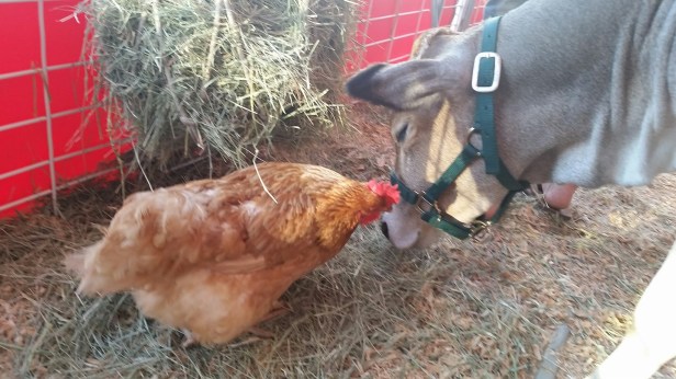 oc fair free tickets, oc fair, giveaway, contest