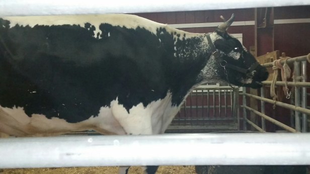 oc fair free tickets, oc fair, giveaway, contest