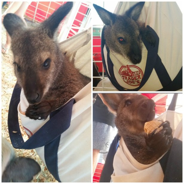 oc fair free tickets, oc fair, giveaway, contest