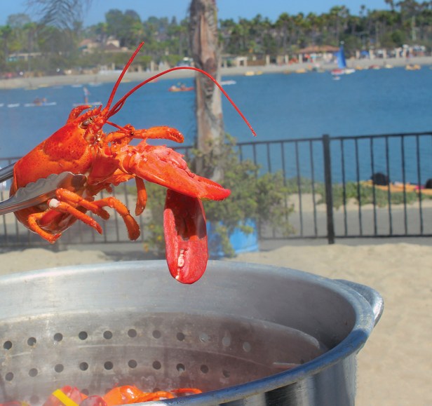 lobsterfest, newport dunes, newport beach
