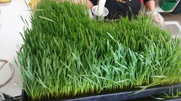 Juice It Up, Pumpkin pleasers, pumpkin smoothie, holiday juices