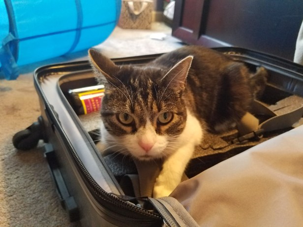 fly with wine, travel, wine