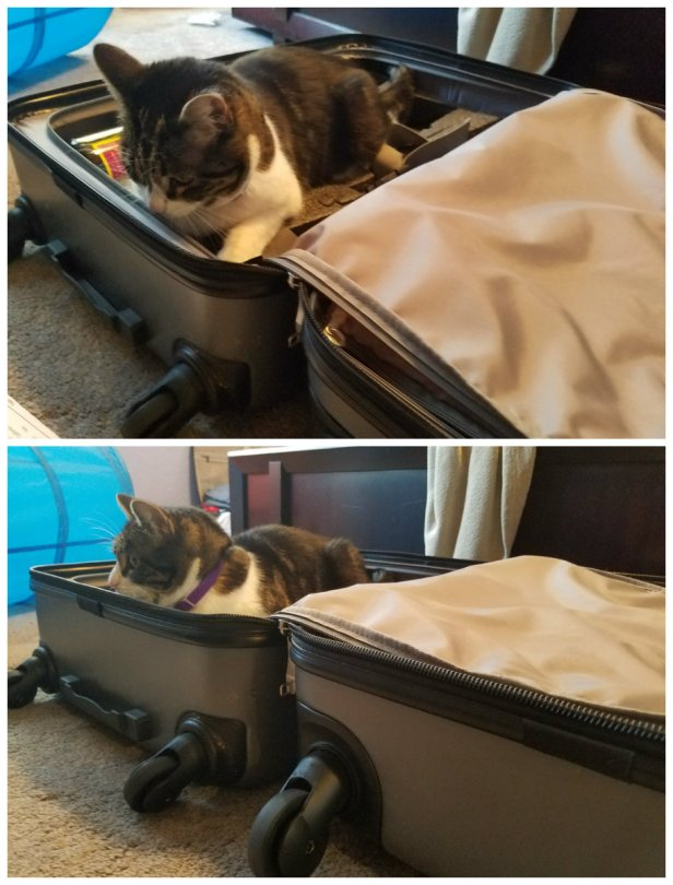 fly with wine, travel, wine